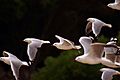 Silver Gulls in flight