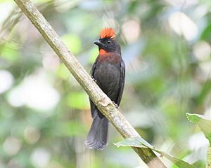 Sooty Ant-Tanager male with crest raised