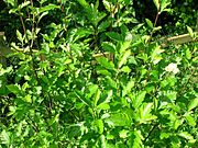 Sorbus arranensis foliage