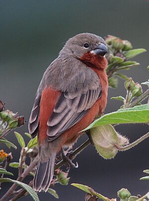 Sporophila minuta Espiguero ladrillo Ruddy-breasted Seedeater (11481101056).jpg