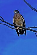 Swainson's Hawk