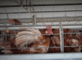 Tesco egg supplier in Thailand - investigation shows hens in battery cages, unable to spread their wings