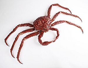 The Childrens Museum of Indianapolis - Alaskan red king crab