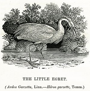 Thomas Bewick The Little Egret 1804
