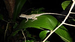 Utila Anole imported from iNaturalist photo 30607760 on 20 April 2022.jpg