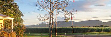 View from Trebonne State School, 2024.jpg