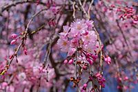 Weeping cherry tree in Daianji elementary school 02