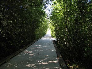 Wetland boardwalk