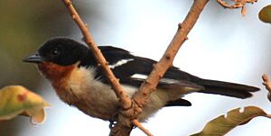 White-rumped Tanager (7980217735) (cropped).jpg