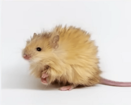 Woolly mouse Colossal Bioscience.png