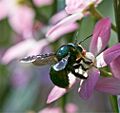 Xylocopa aeratus