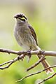Yellow-faced Honeyeater nov07