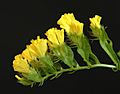 Yellow Statice flowers, close up from side