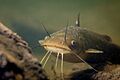 Yellow bullhead