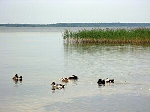 Озеро Світязь. 05