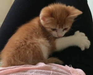 8 Toed Red Maine Coon Polydactyl Kitten