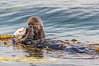 A newborn baby Sea Otter, Enhydra lutris, Morro Bay