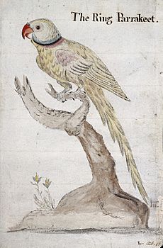 A ring-necked parakeet. Watercolour by J.C. Lettsom, 1757. Wellcome L0023719
