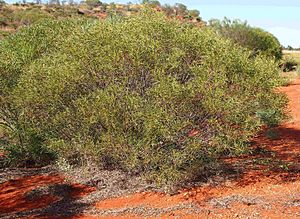 Acacia ligulata habit.jpg