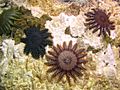 Acanthaster planci, étoiles mangeuses de corail