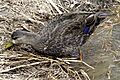 American Black Duck, with speculum