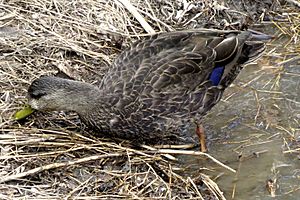 American Black Duck, with speculum