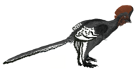 Anchiornis martyniuk.png