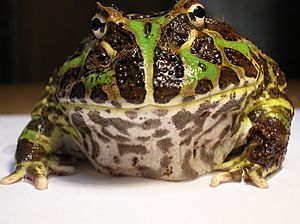 Argentine Horned Frog (Ceratophrys ornata)1.JPG