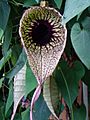 Aristolochia grandiflora 1