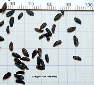 Arnoglossum reniforme seeds