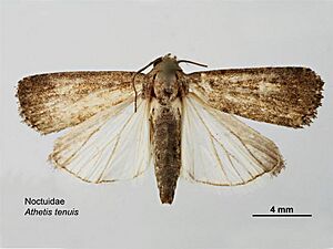 Athetis tenuis dorsal