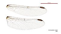 Austrogomphus collaris male wings (34927845221)