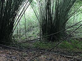 Bamboo in Puerto Rico