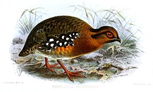 BambusicolaErythrophrysKeulemans.jpg