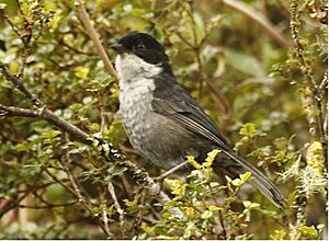 Black-backed Bush Tanager