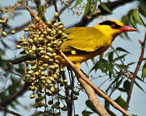Black-naped Oriole eyeing on Lannea coromandelica fruits W IMG 7449.jpg