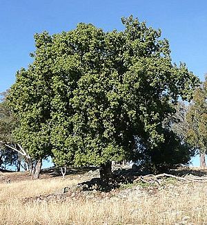 Brachychiton populneus tree.jpg