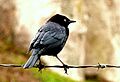 Brewer's Blackbird