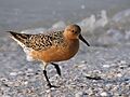 Calidris canutus (summer)