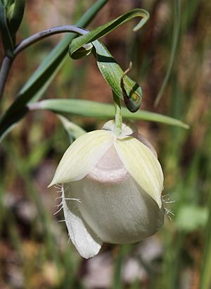 Calochortus albus flower