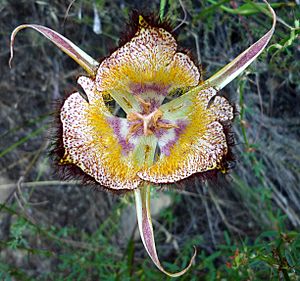 Calochortus fimbriatus open flower.jpeg