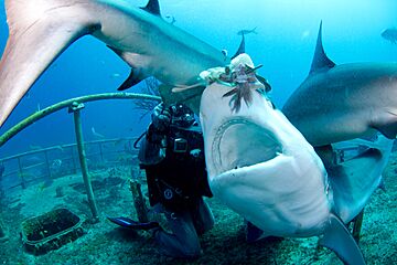 Carcharhinus perezi feeding bahamas