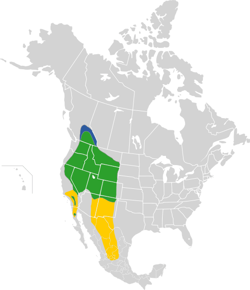 Carpodacus cassinii map