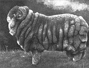 Merino Facts for Kids
