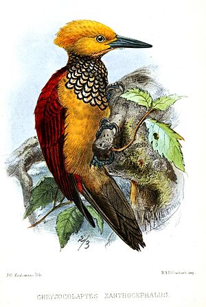 ChrysocolaptesXanthocephalusKeulemans