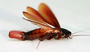 Cockroach egglaying 1