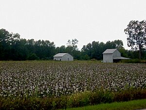 Cotton field outside of Rex