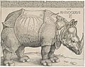 Dürer's Rhinoceros, 1515