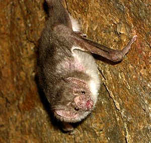 The image depicts the common vampire bat (i.e. Desmodus rotundus) hanging from a cave wall and staring at the camera.