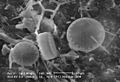 Diatoms-HCMR
